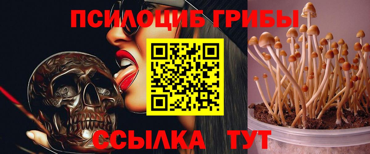 Псилоцибиновые грибы Psilocybe Каменка